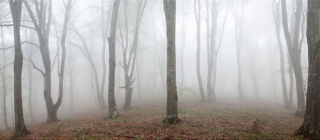 Gia Chkhatarashvili Fog in Kakheti Forest, 2005 1800$