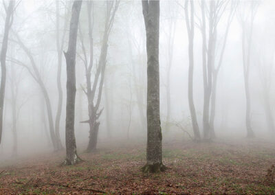 <ttl>Gia Chkhatarashvili <br>Fog in Kakheti Forest, 2005 <br></ttl>1800$